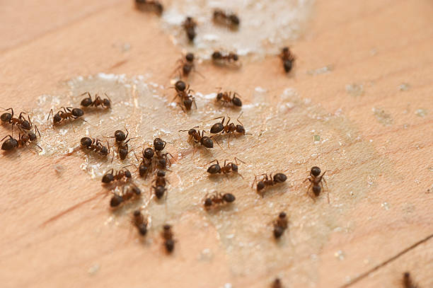 Best Termite Control Services  in Ewa Gentry, HI